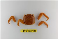 藏品(白紋方蟹)的圖片